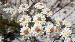 Pseudoselago ascendens