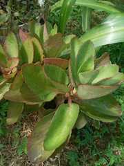 Kalanchoe fedtschenkoi