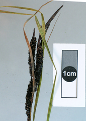 Anthracoidea heterospora