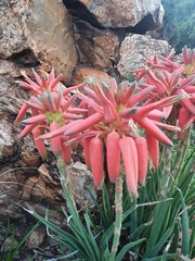 Aloe verecunda