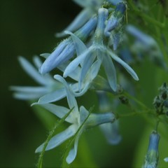 Amsonia