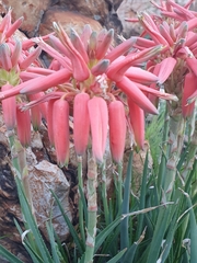 Aloe verecunda
