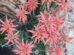 Aloe verecunda