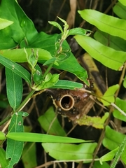 Tetragonilla collina