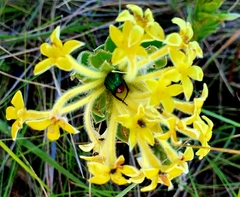 Leucocelis haemorrhoidalis