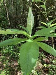 Acrisione cymosa