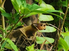 Tetragonilla collina
