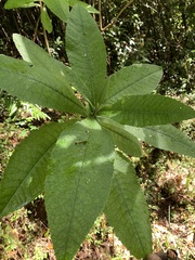 Acrisione cymosa