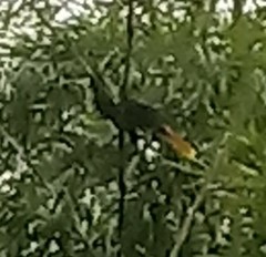 Psarocolius decumanus