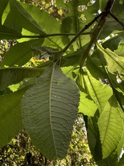 Acrisione cymosa