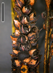 Anthracoidea heterospora