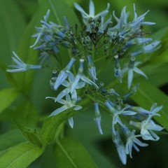 Amsonia