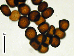 Anthracoidea heterospora