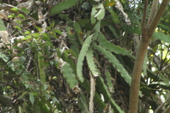 Selenicereus ocamponis