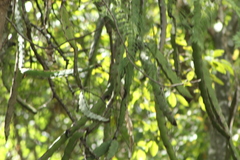 Selenicereus ocamponis