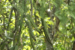 Selenicereus ocamponis