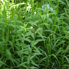 Amsonia