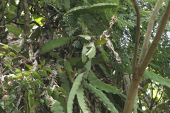 Selenicereus ocamponis