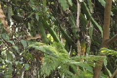 Selenicereus ocamponis