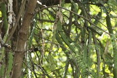 Selenicereus ocamponis