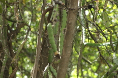 Selenicereus ocamponis