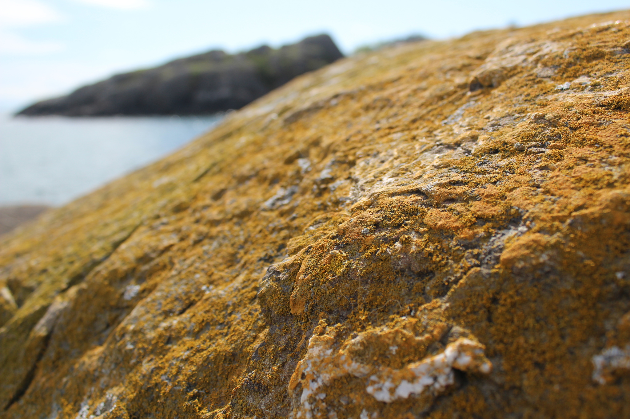 Xanthoria parietina var. parietina image