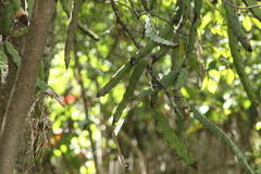 Selenicereus ocamponis