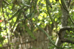 Selenicereus ocamponis