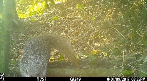 Crab-eating Mongoose
