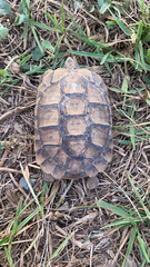 Testudo graeca