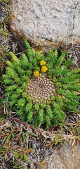 Euphorbia flanaganii