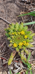 Euphorbia flanaganii