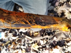 Hydnophlebia