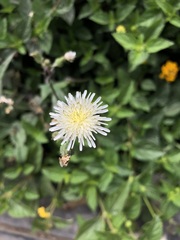 Sonchus oleraceus