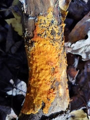 Hydnophlebia