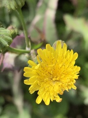 Sonchus oleraceus