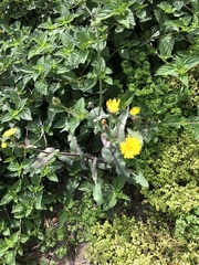 Sonchus oleraceus