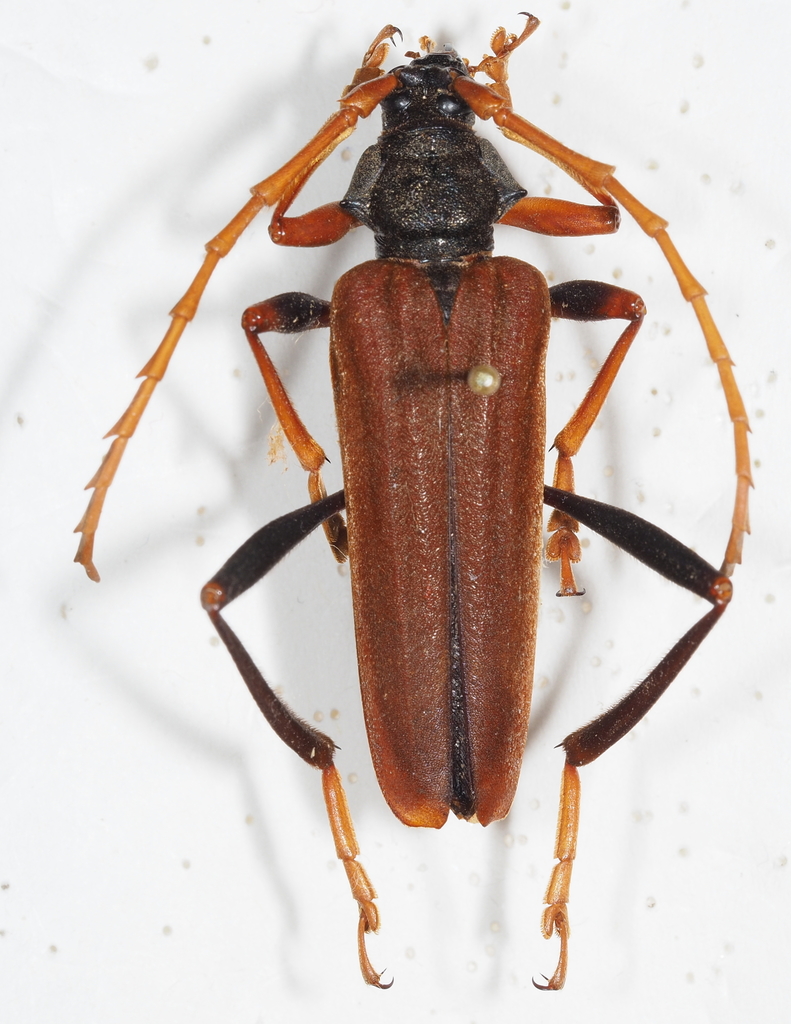 Schmidtiana malayana