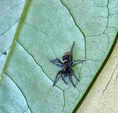 Latonigena