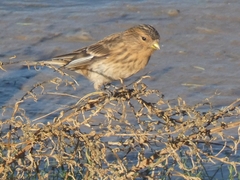 Linaria flavirostris