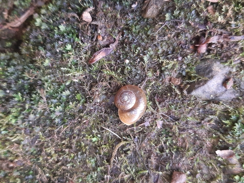 jagavka (Aegopinella)