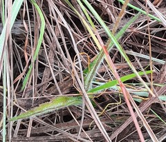 Calea multiplinervia