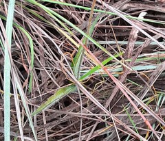 Calea multiplinervia