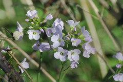 Cardamine pratensis
