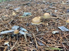 Hypholoma marginatum