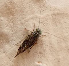 Myopsocidae