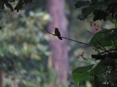 Lampornis amethystinus