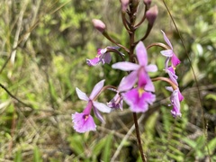 Epidendrum calanthum