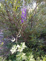 Delphinium polycladon