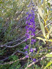 Delphinium polycladon
